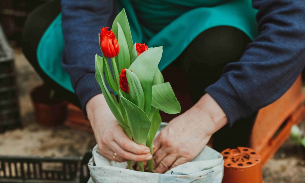 nő tulipánt ültet a kertjébe